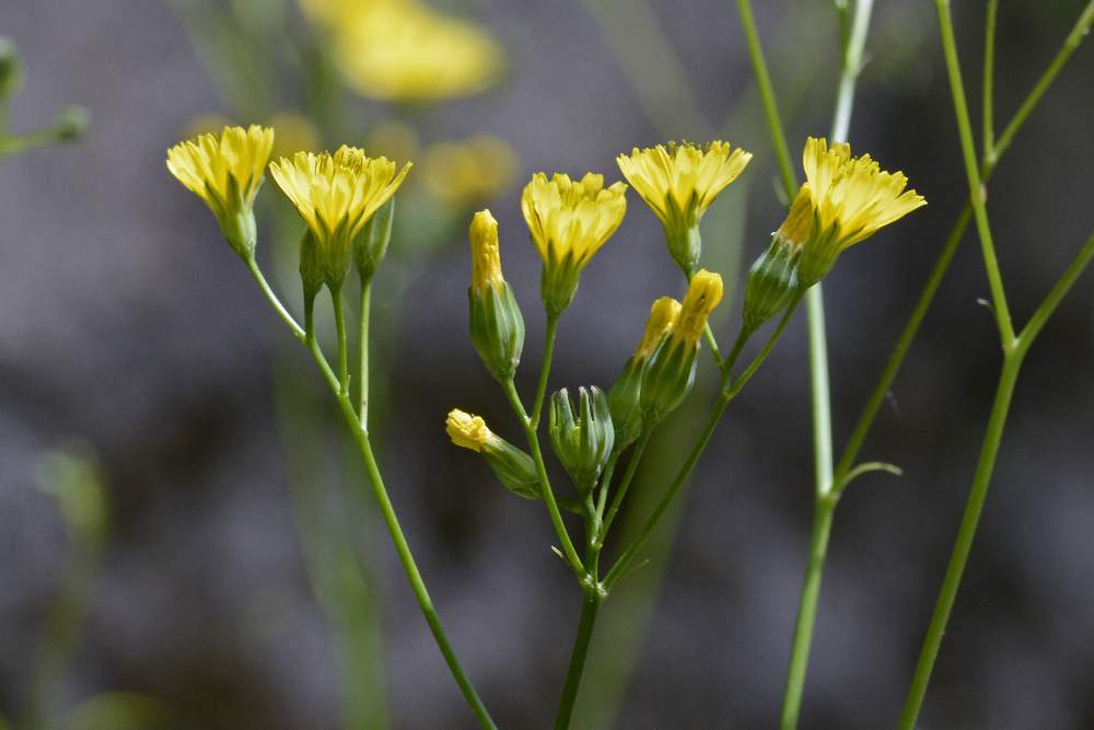 Lapsana communis / Lassana comune